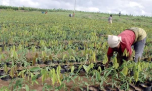“مجمع الفوسفاط” في المغرب يطلق برنامجا لتكوين 45 ألف مزارع في كينيا